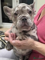 French Bulldog dogs - Advert 4