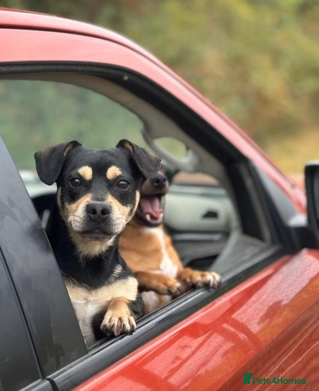 Mixed Breed dogs for sale: Terrier Cross - Advert 1