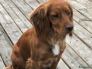 Cocker Spaniel dogs Cocker Spaniel - Advert 1