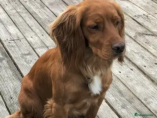 Cocker Spaniel dogs Cocker Spaniel - Advert 20