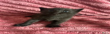 Mixed Breed Kitten 2