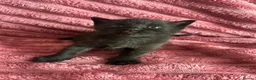Mixed Breed cats for sale: 3 kitten  - Advert 3