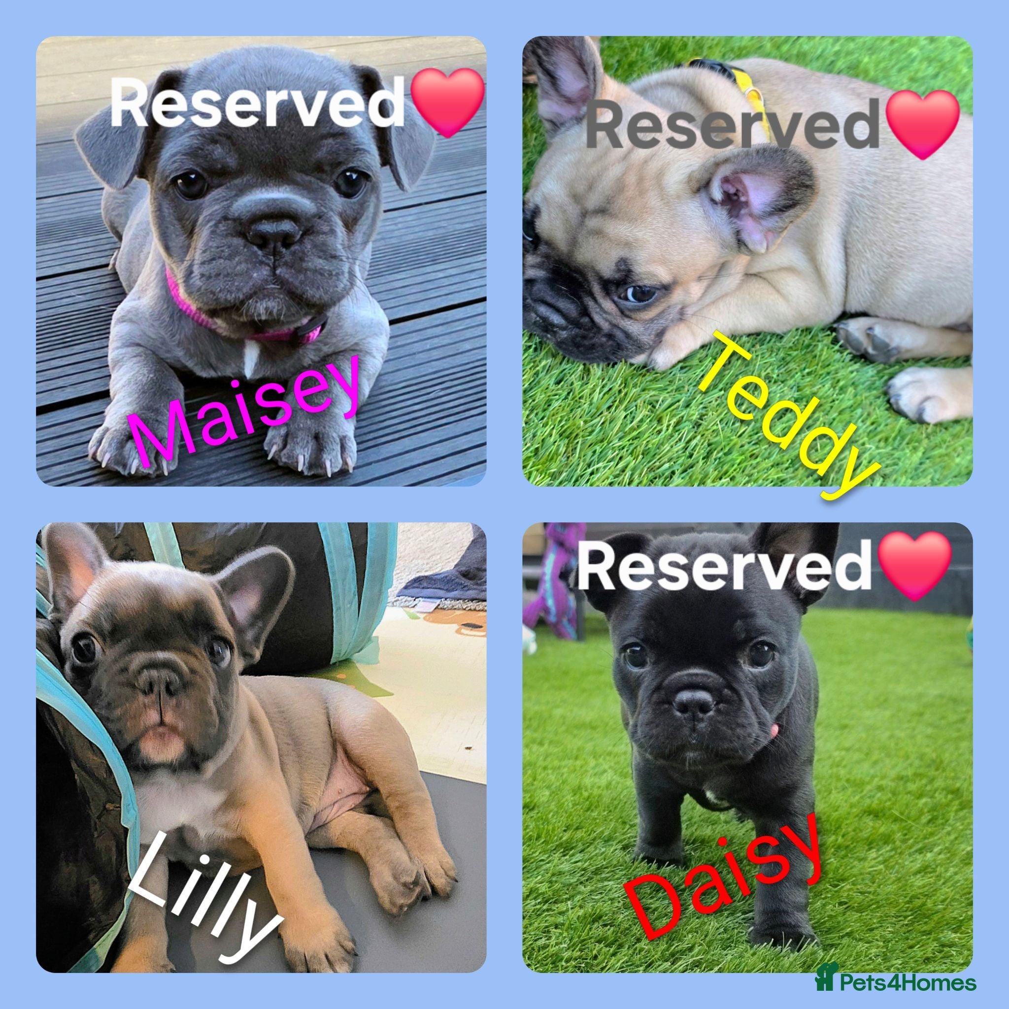 French Bulldog dogs ✨️Exceptional Quality French Bulldog Puppies ✨️ - Advert 9