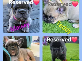 French Bulldog dogs ✨️Exceptional Quality French Bulldog Puppies ✨️ - Advert 9