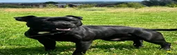 Staffordshire Bull Terrier dogs for sale: Beautiful blue black brown brindle SBT🔥❤️🔥 - Advert 3