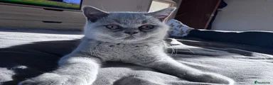 British Shorthair Kitten 2