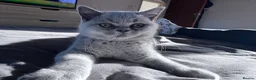 British Shorthair cats for sale: British short hair girls! - Advert 6