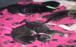 Mixed Breed cats for sale: beautiful kittens  - Image 10