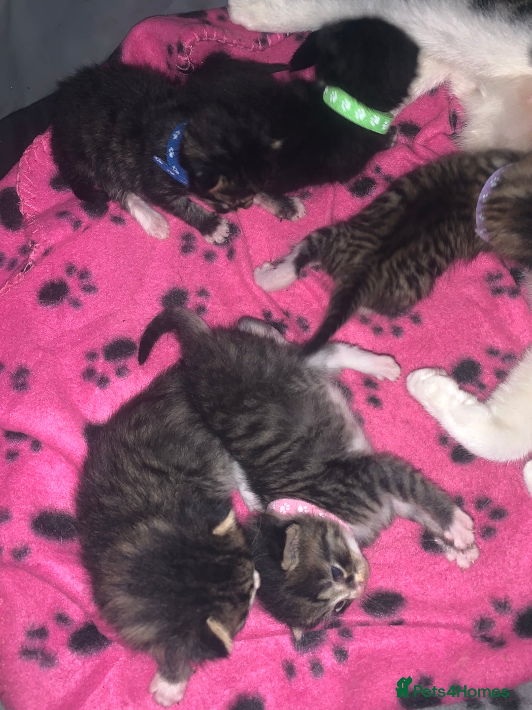 Mixed Breed cats for sale: beautiful kittens  - Image 10