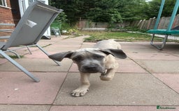 Cane Corso dogs for sale: Cane Corso Male For Sale - Image 4