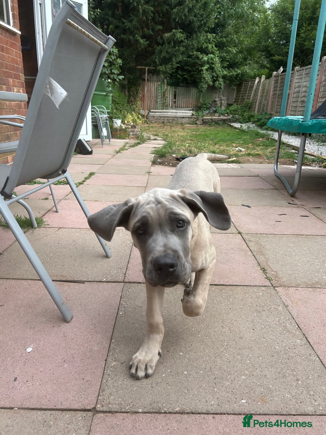 Cane Corso dogs for sale: Cane Corso Male For Sale - Image 4