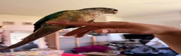 Conures birds for sale: Friendly & Tame 2-YearTurquoise Green Cheek Conure - Advert 3