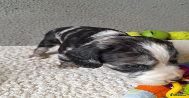 Sprocker dogs - Advert 8