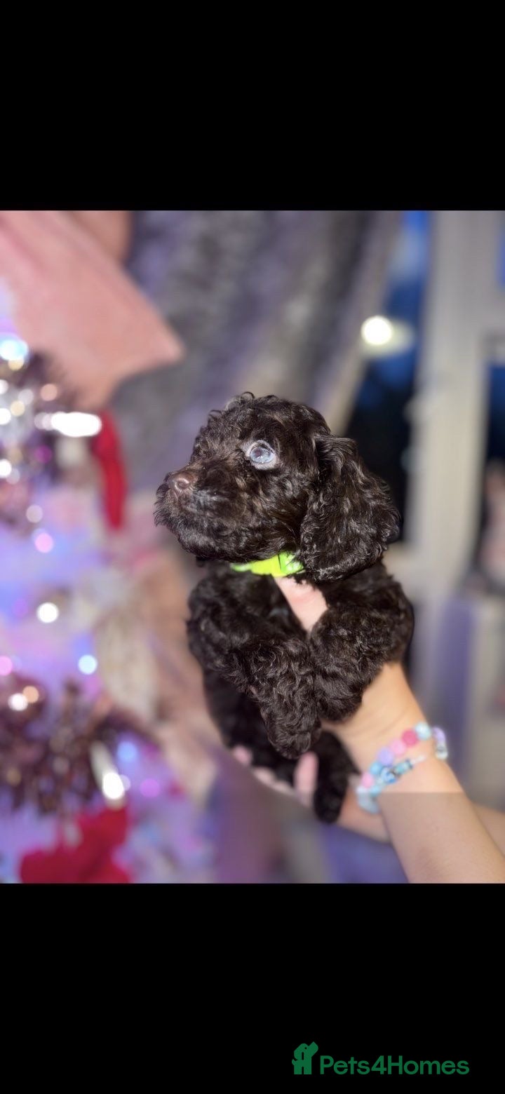 Cockapoo dogs Ready for their homes 1 beautiful F1 cockerpoos - Advert 1