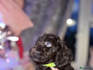 Cockapoo dogs Ready for their homes 2 beautiful F1 cockerpoos - Advert 10
