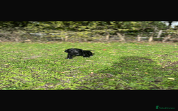 Cocker Spaniel dogs for sale: Working Cocker Spaniel Puppies - Image 11