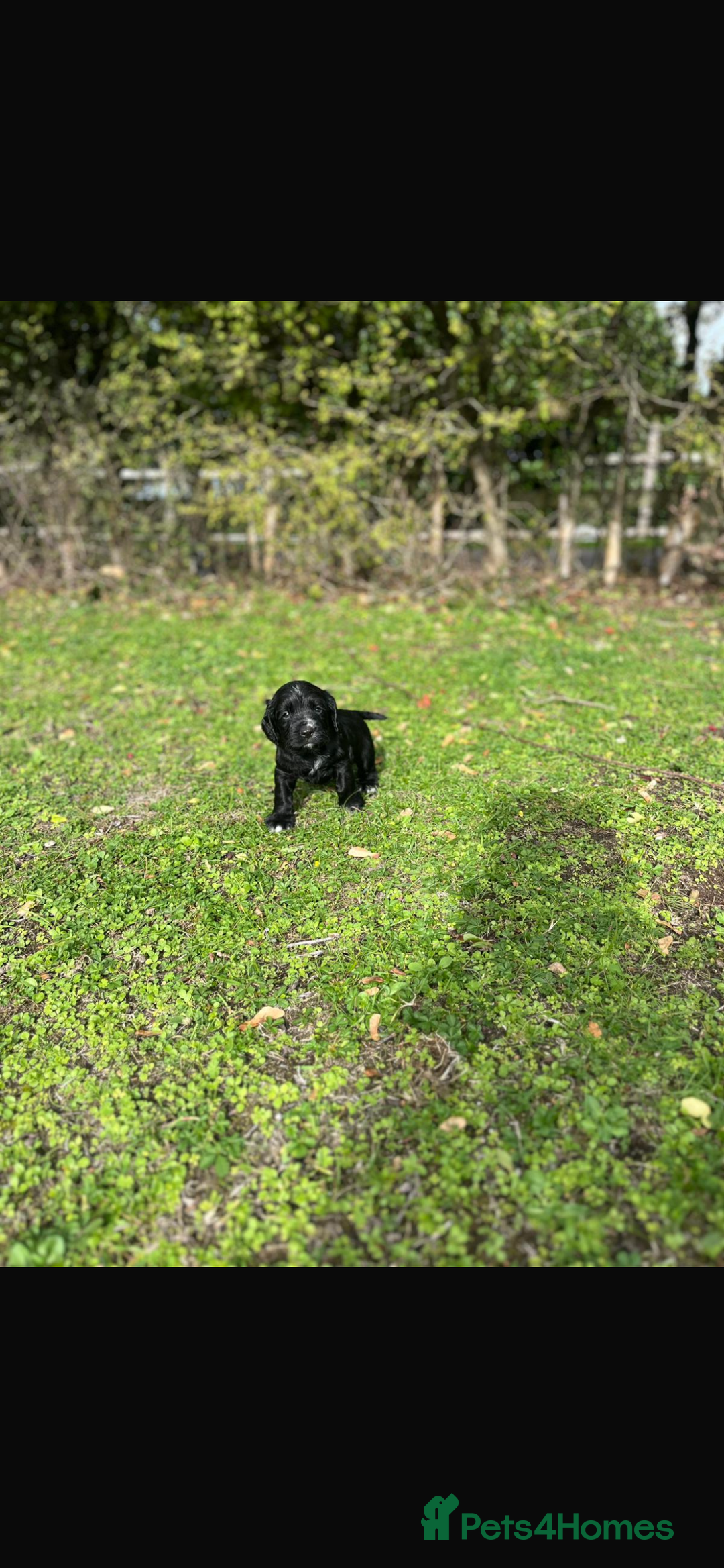 Cocker Spaniel dogs for sale: Working Cocker Spaniel Puppies - Image 11