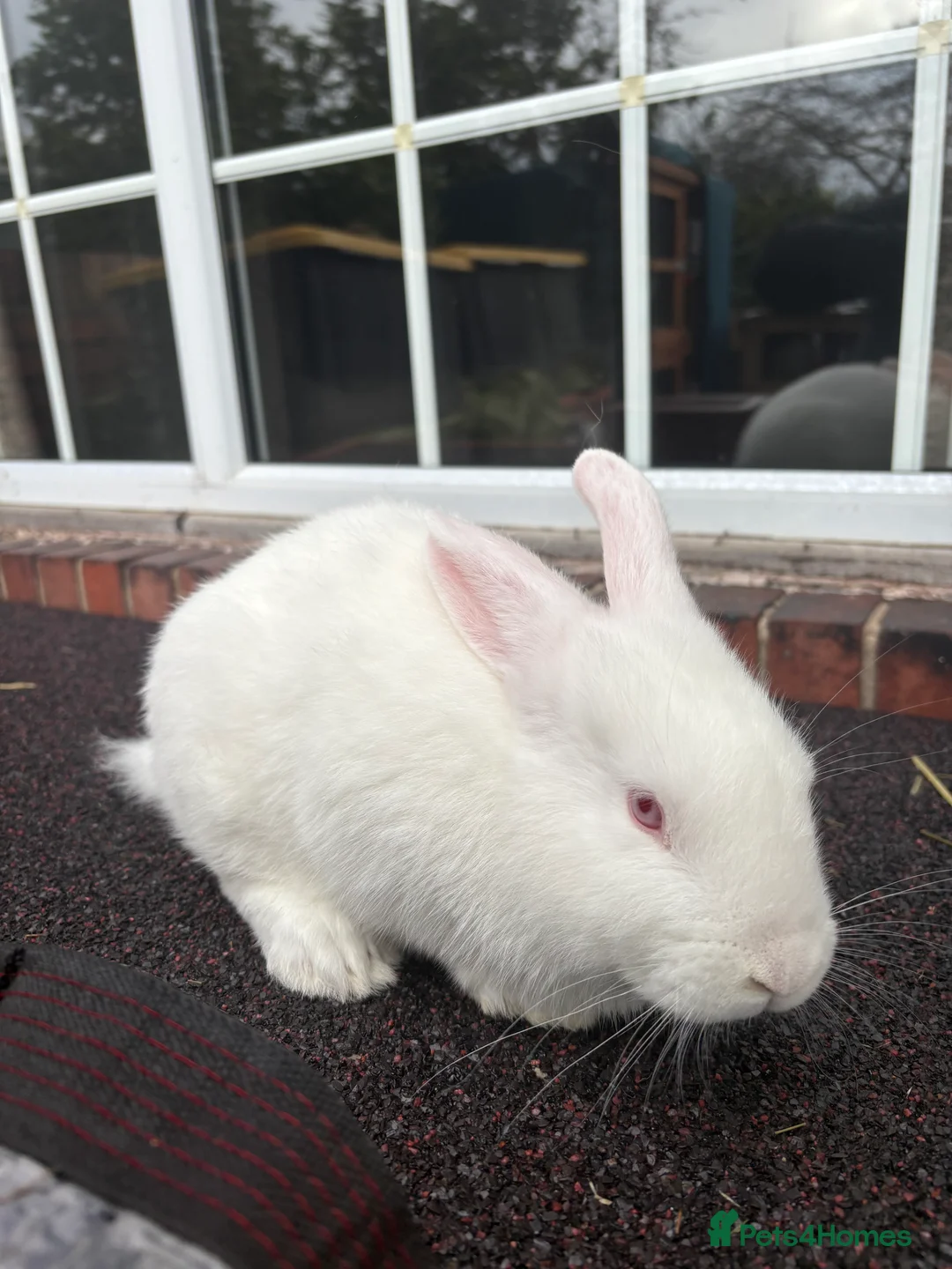 New Zealand rabbits for sale: Young New Zealand buck (Zeus)  - Advert 1