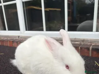 New Zealand rabbits Young New Zealand buck (Zeus) - Advert 10