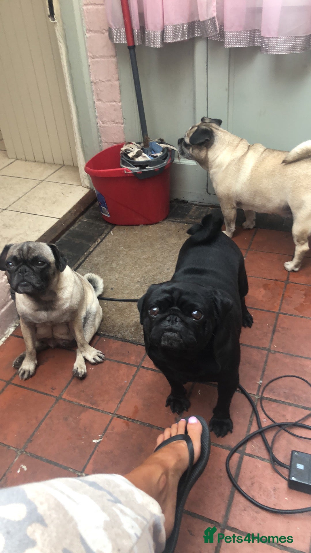 Pug dogs for sale: Pug puppies - Image 18