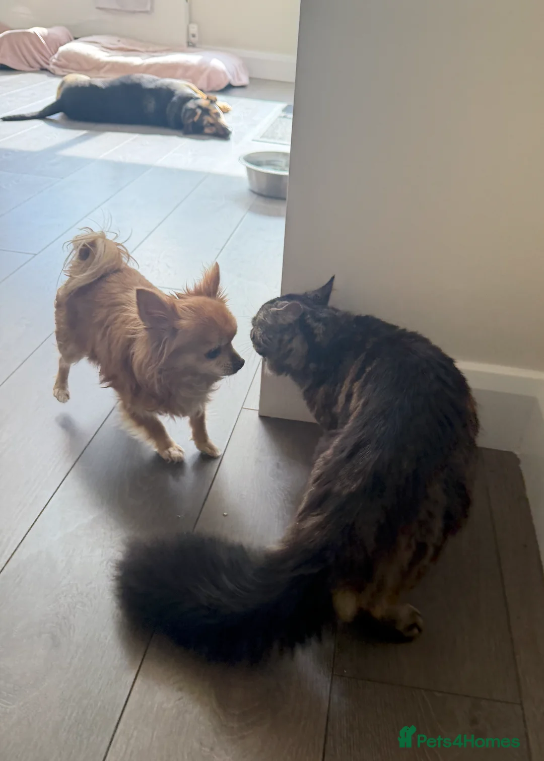 British Longhair cats for adoption: Rogger - Advert 1