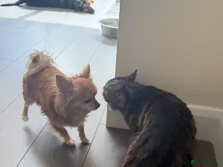 British Longhair cats Rogger - Advert 5