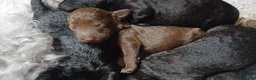 Bedlington Terrier dogs for sale: Bedlinton terrier pups - Advert 30
