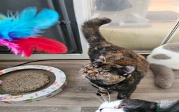 British Shorthair cats for sale: Gorgeous Tortie ✨ Rabies Vax ✅🌎✈️ - Image 5