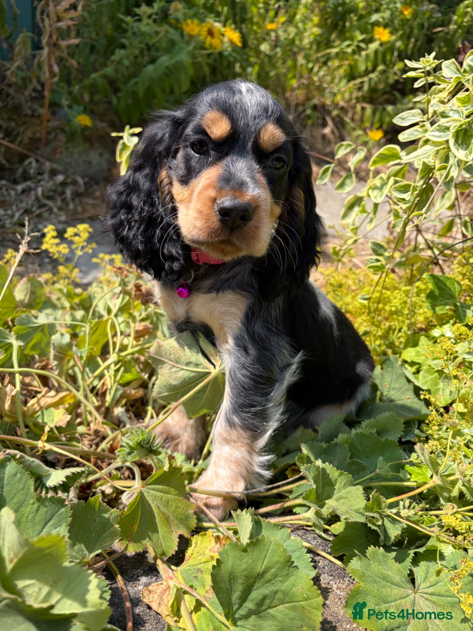 Cocker Spaniel dogs Adorable Show Type Cocker Spaniel puppies - Advert 1