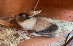 Mixed Breed rabbits for sale: Female beige and white rabbit - Image 2