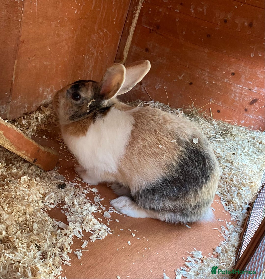 Mixed Breed rabbits for sale: Female beige and white rabbit - Image 2