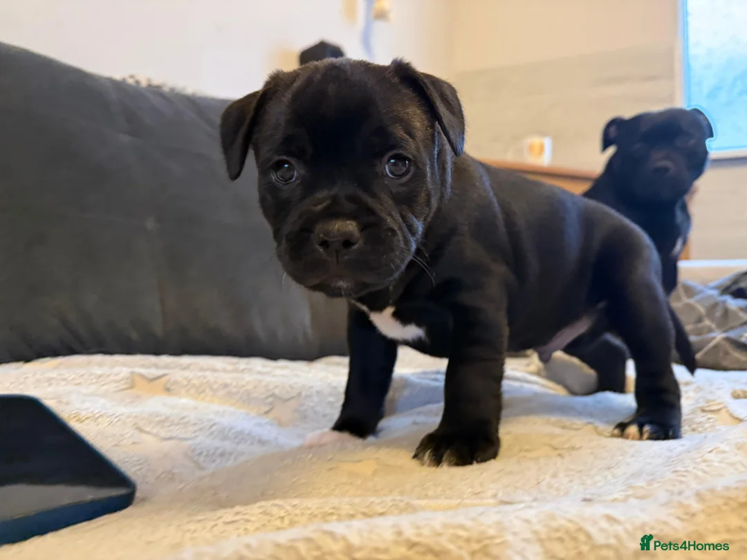 Staffordshire Bull Terrier dogs for sale: Staffordshire Bull Terrier puppies KC registered  - Advert 11