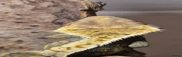 Gecko reptiles for sale: Crested Gecko - Advert 2
