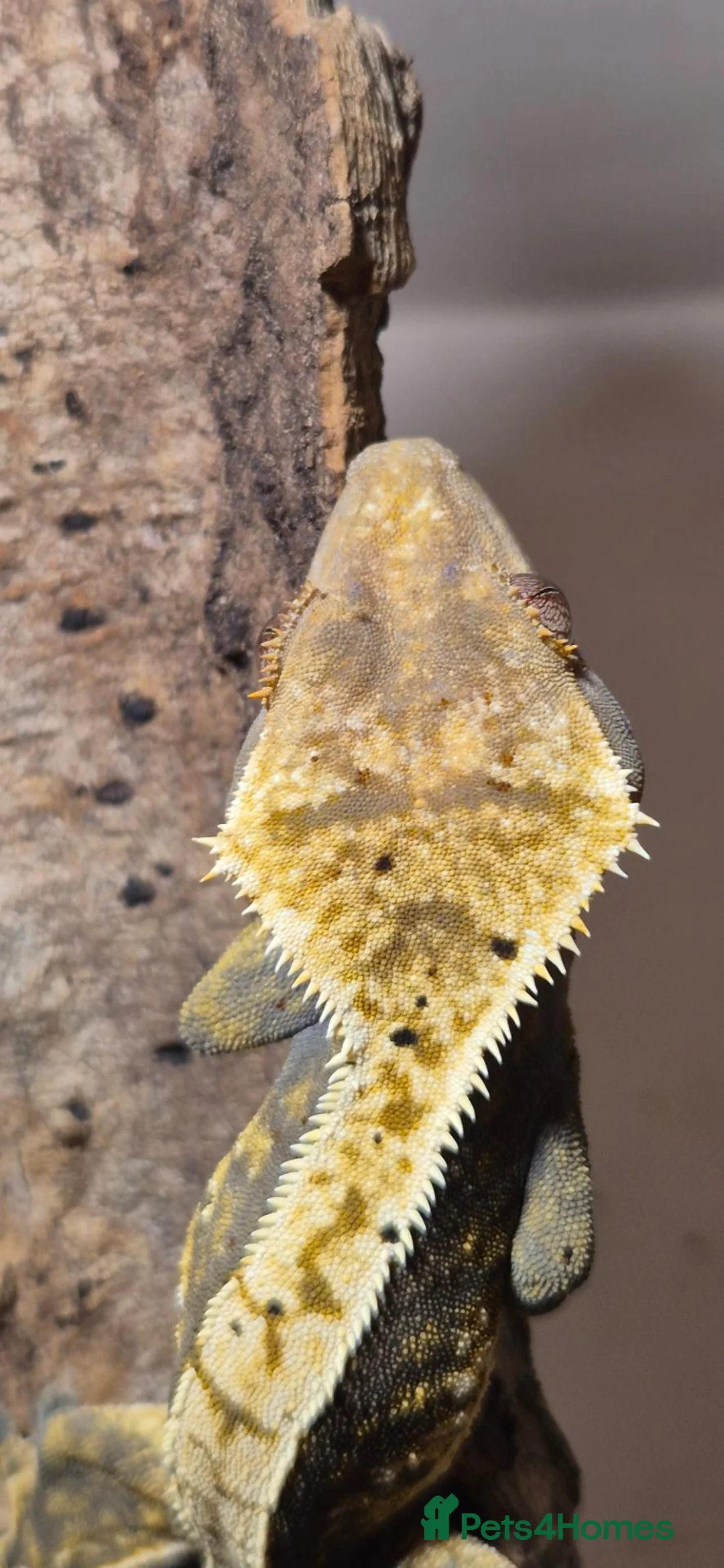 Gecko reptiles for sale: Crested Gecko - Advert 2