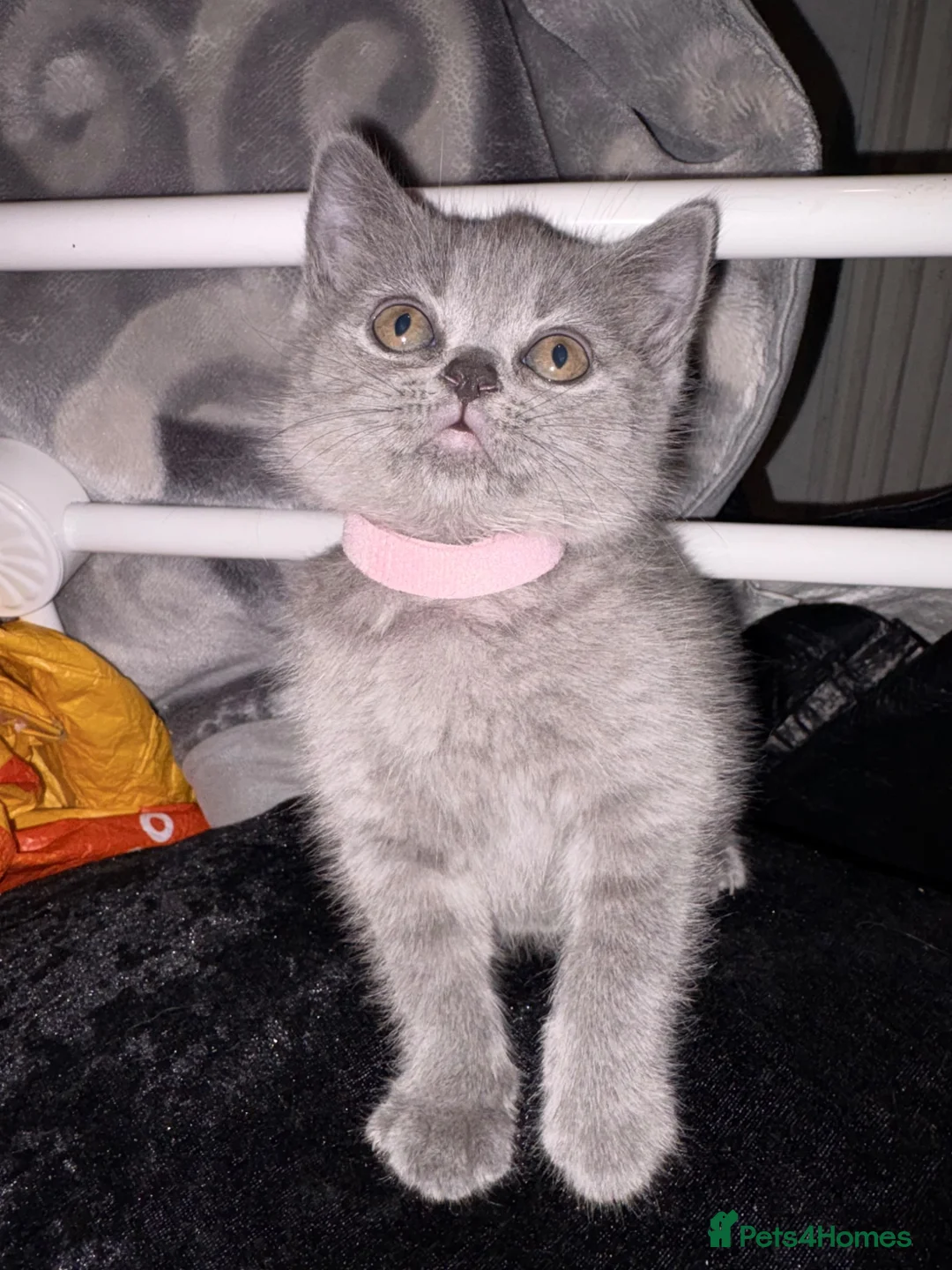 British Shorthair cats for sale: British Blue Kittens Ready To Be Rehomed 🩶 - Advert 2