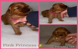 Cavapoo dogs for sale: Extensively Health Tested F1b Cavapoo Puppies  - Advert 2