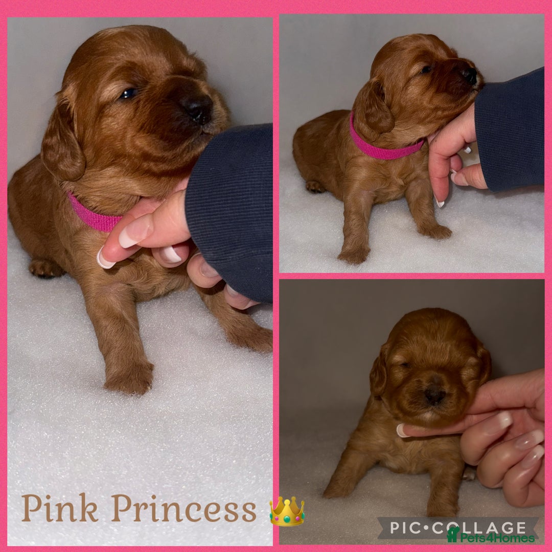Cavapoo dogs for sale: Extensively Health Tested F1b Cavapoo Puppies  - Advert 2