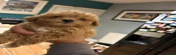 Poochon dogs for sale: Homebred poochons . Ready now  - Advert 3