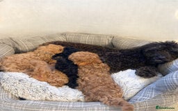 Toy Poodle dogs for sale: Pure Toy poodles -1 boy & 1 girl left  - Image 6