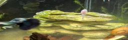 Catfish fish for sale: Snow White Pleco & blue dragon guppies in Hounslow - Advert 1