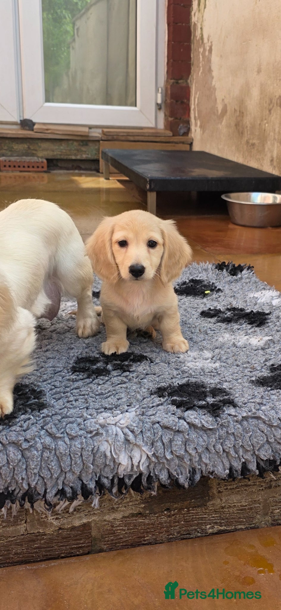 Miniature Dachshund dogs Cream Miniature long-haired  - Advert 13
