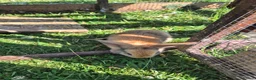 Mini Lop rabbits for sale: mini lop babies for sale - Advert 15