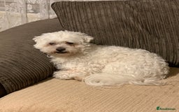 Maltese dogs for stud: Maltese terrier for stud - Image 5