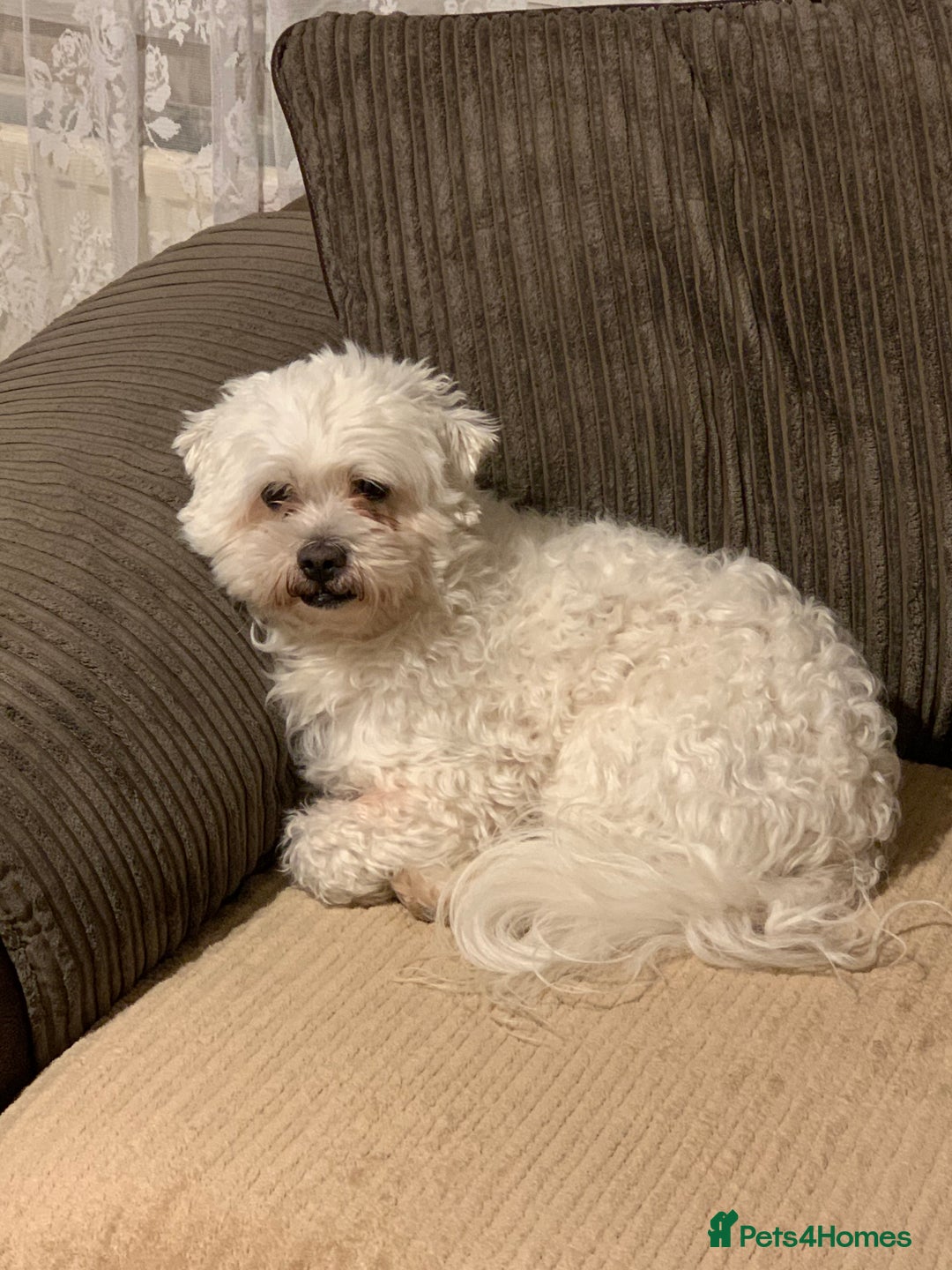 Maltese dogs for stud: Maltese terrier for stud - Image 5
