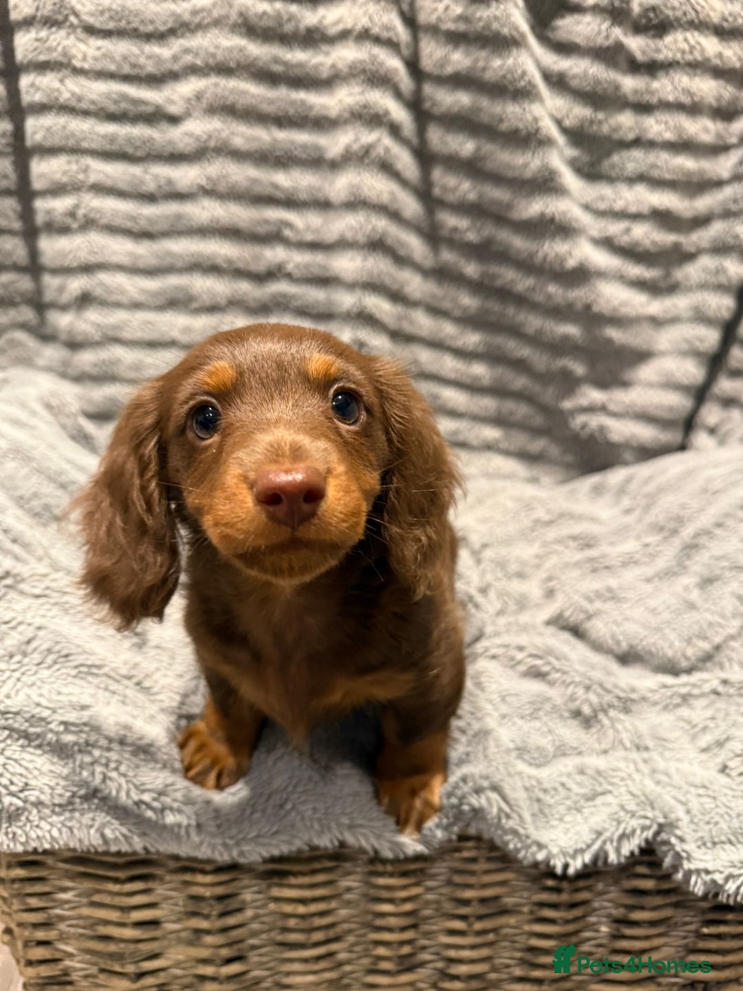 Miniature Dachshund dogs for sale: 1 Boy Remaining Ready Now last male  - Advert 7