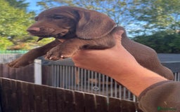 Dachshund dogs for sale: Min dachshund x teckel ( standered dachshund) - Image 8