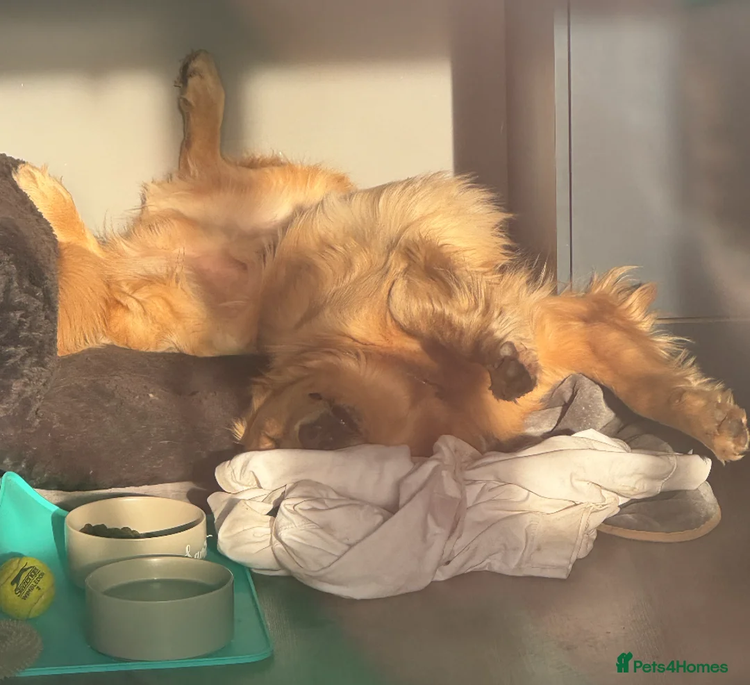 Golden Retriever dogs for stud: 5th Generation 2yo Toasted Golden Retriever - Advert 5