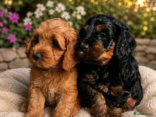 Cockapoo dogs READY NOW Toy cockapoo puppies. - Advert 6
