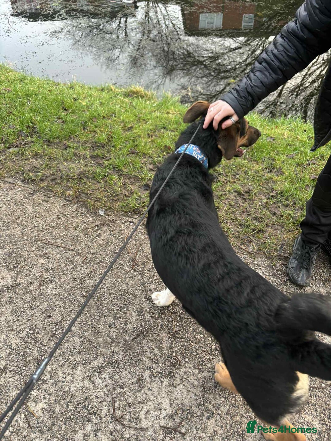 Mixed Breed dogs for adoption: URGENT: 💙🐶 BRUNO -The Big, Loving 10 month Boy - Advert 27