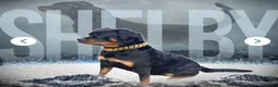 Rottweiler dogs for sale: KC registered Rottweiler puppy – 3.5 months old  in Bracknell - Advert 5